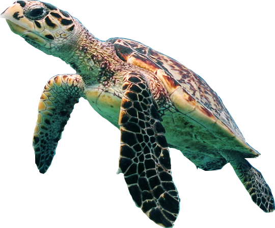 Turtle